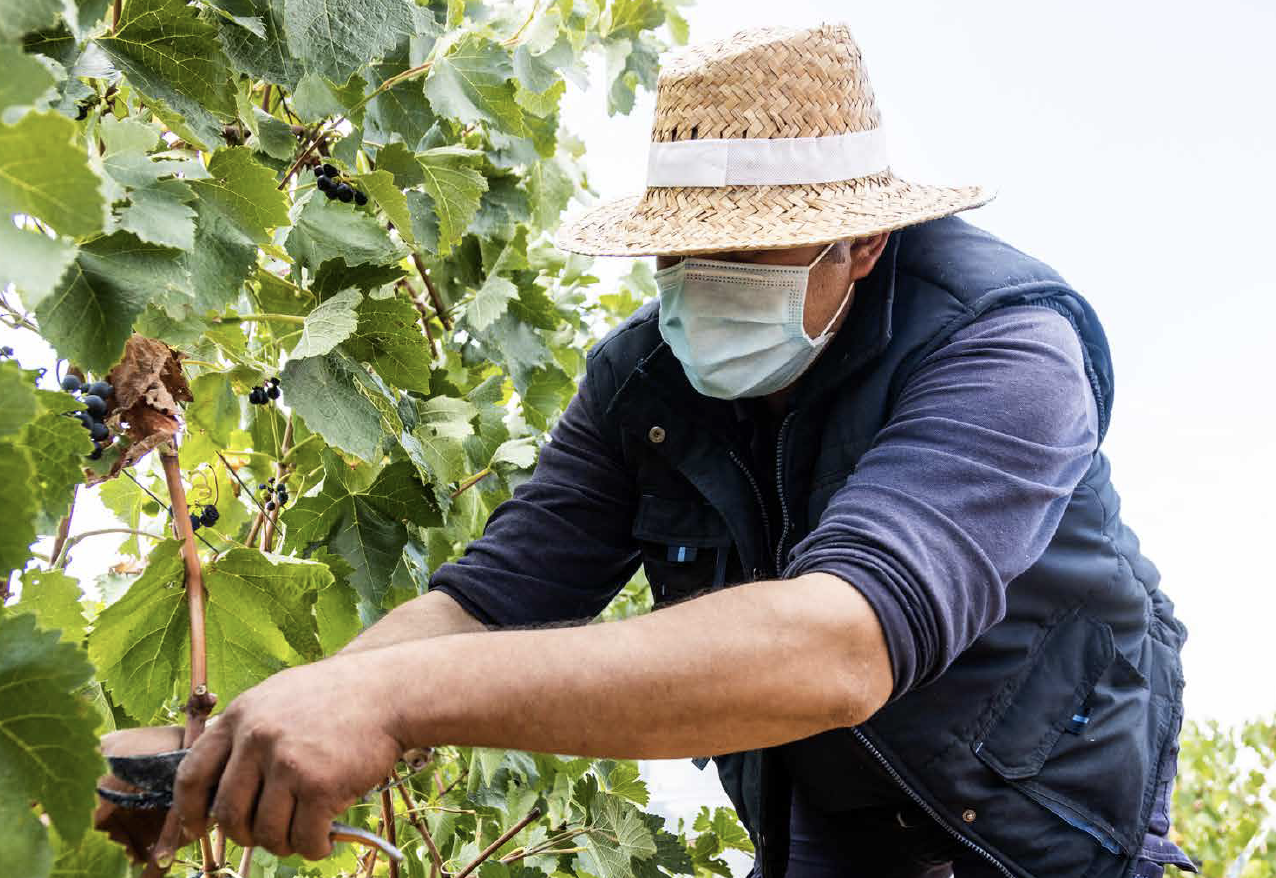 FPO - Winery employee during pandemic
