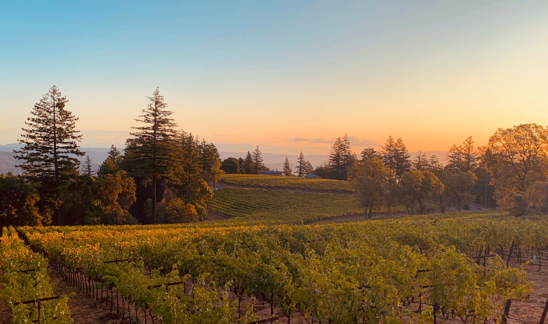 lamborn-family-vineyards-sunset